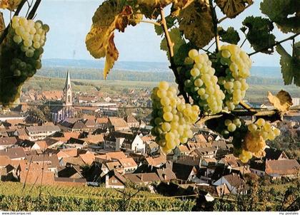 Ihringen Kaiserstuhl Panorama Kirche