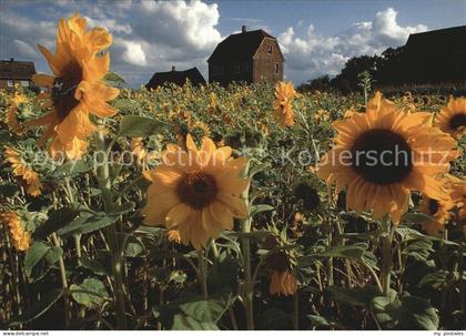 Luedinghausen Sonnenblumen mit Kornspeicher
