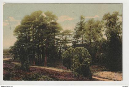 Lüneburger Heide