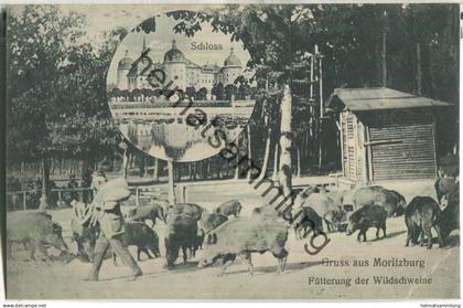 Moritzburg - Jagdschloss - Fütterung der Wildschweine - Verlag Schulze Moritzburg