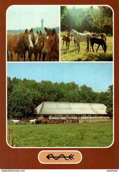 I5954 - TOP Neustadt Dosse Gestüt Pferd Fohlen - Verlag Bild und Heimat Reichenbach