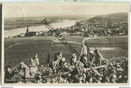 Nierstein - Weinlese - Foto-Ansichtskarte - Verlag Karl Herting Nierstein