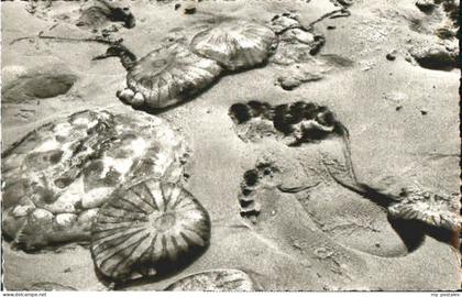 Norderney Nordseebad Norderney Quallen Strand x 1976
