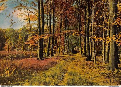 BT10944 Luneburger heide     Germany