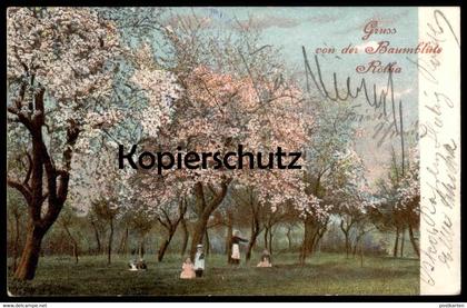 ALTE POSTKARTE GRUSS VON DER BAUMBLÜTE RÖTHA STEMPEL FREIHERRLICH VON FRIESEN'SCHE OBSTWEINSCHÄNKE INH. HÄNDLER