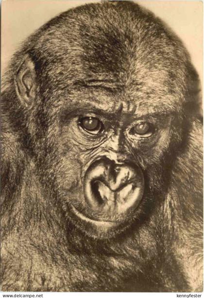 Rostock - Zoo -Gorilla