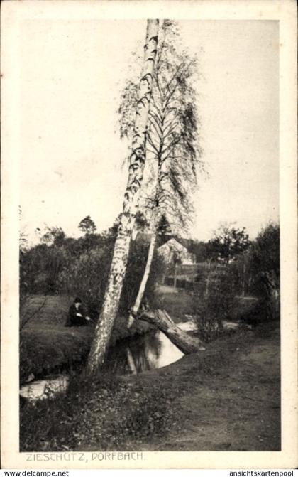 CPA Zieschütz Kubschütz in der Oberlausitz, Dorfbach, Birken