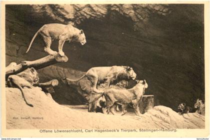 Hamburg-Stellingen - Carl Hagenbecks Tierpark - Löwenschlucht
