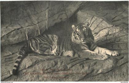 Hamburg-Stellingen - Carl Hagenbecks Tierpark - Tiger