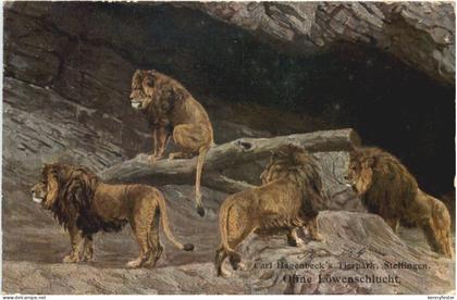 Stellingen - Carl Hagenbecks Tierpark - Löwen