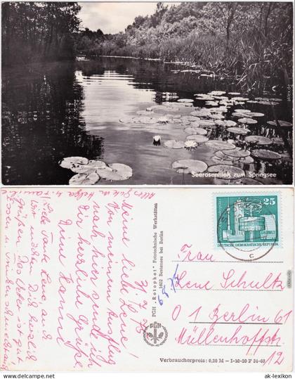 Storkow (Mark) Seerosen am Springsee Ansichtskarte  1969