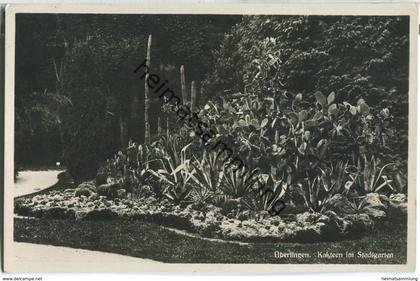 Überlingen - Kakteen im Stadtgarten - Foto-Ansichtskarte