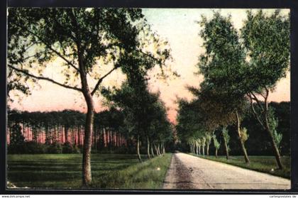 AK Westerstede /Oldenburg, Landstrasse Westerstede-Zwischenahn, Allee, Wald