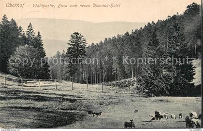 Oberhof Zella-Mehlis Waldpartie