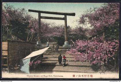 AK Yokohama, Cherry Blossoms at Noge Hill