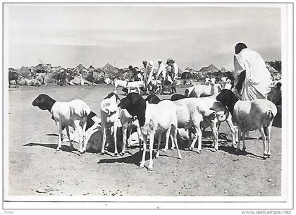 DJIBOUTI - Marché