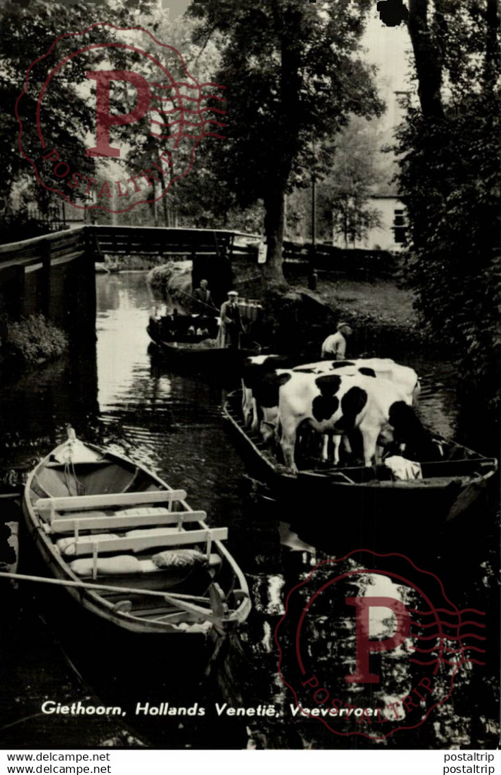 Giethoorn Hollands Venetië Veevervoer  OVERIJSSEL GIETHOORN  HOLLAND HOLANDA NETHERLANDS