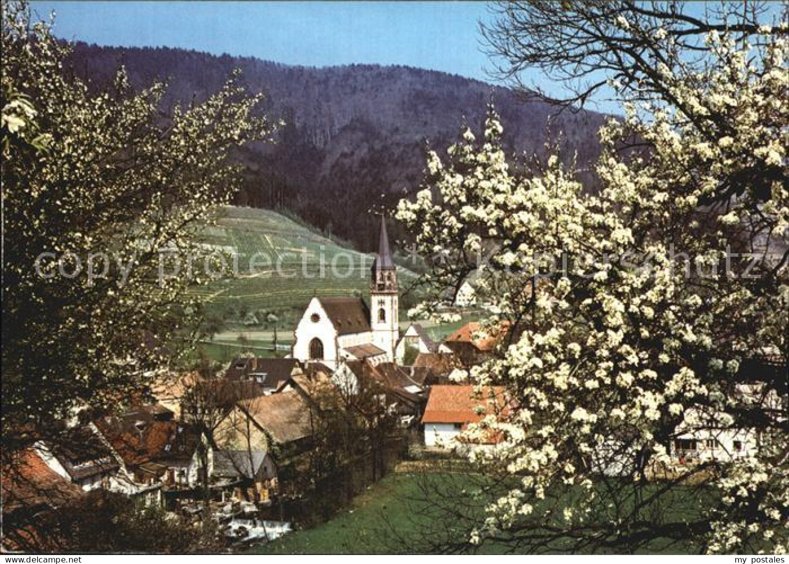 Glottertal Kirche Baumbluete