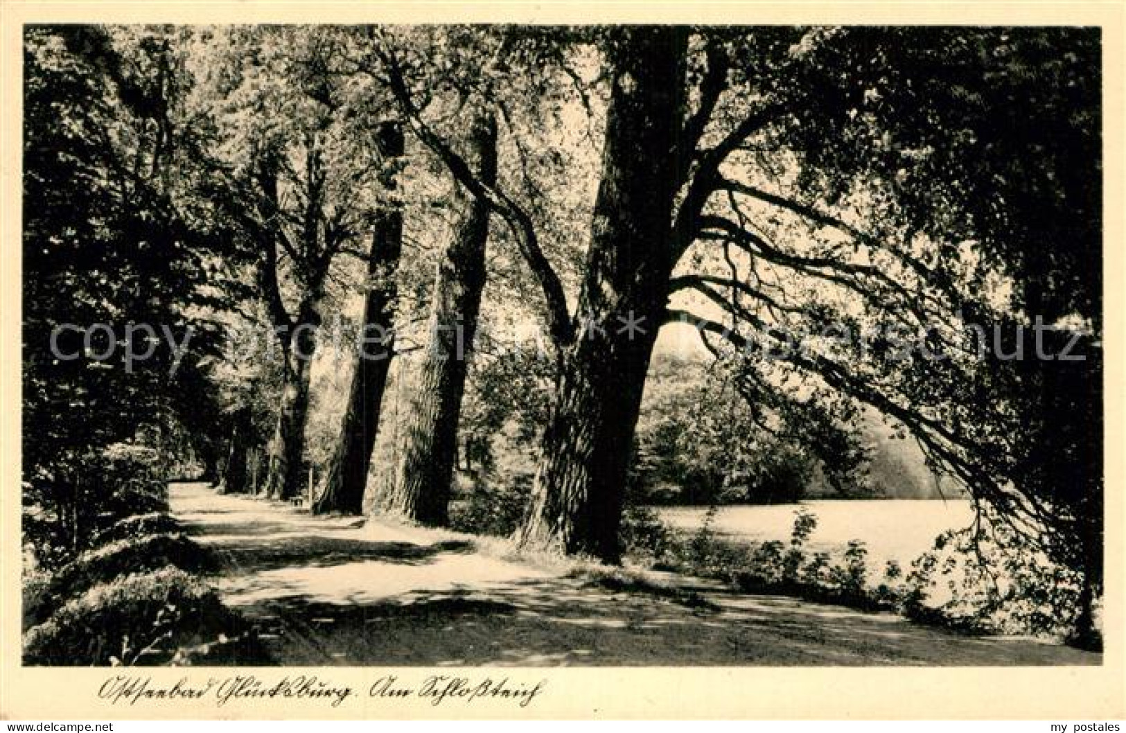 Gluecksburg Ostseebad Waldpartie