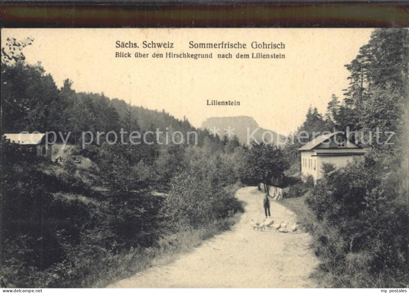 Gohrisch Hirschkegrund mit Lilienstein