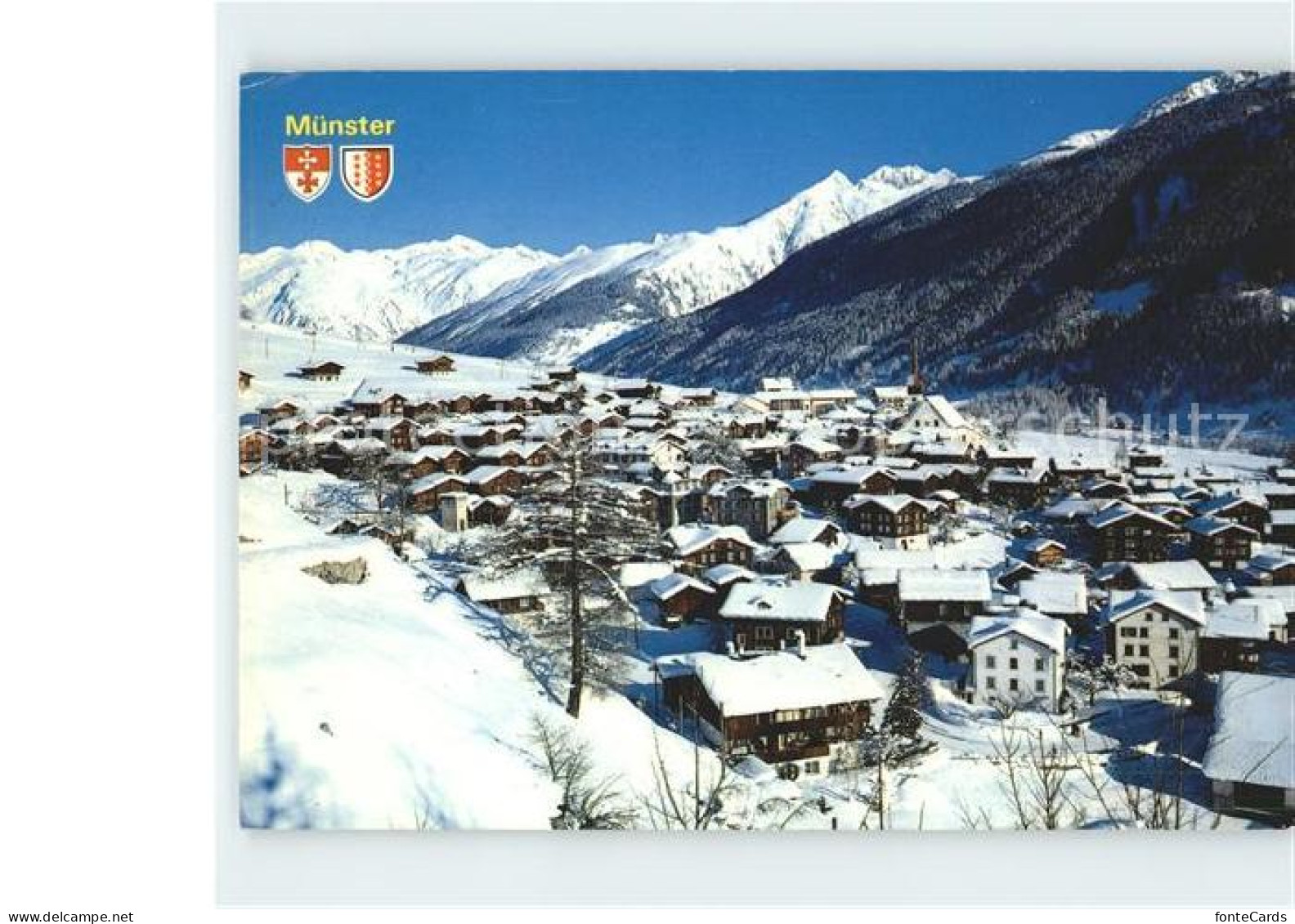 Goms VS Muenster Muttenhoerner