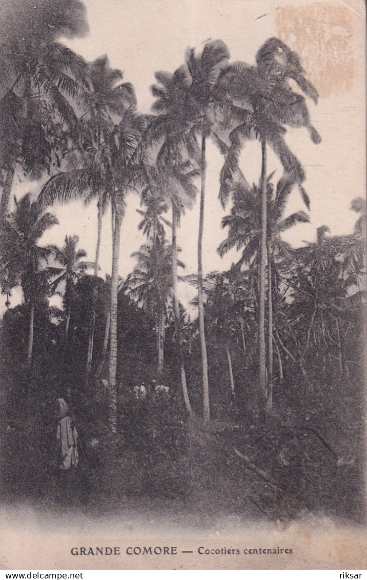 GRANDE COMORE(ARBRE)