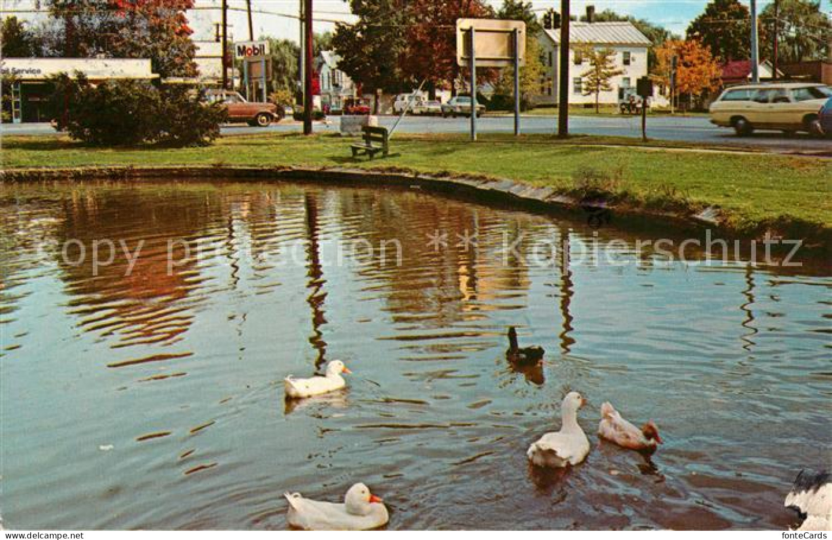 Greenville Catskill Ducks on the Pond