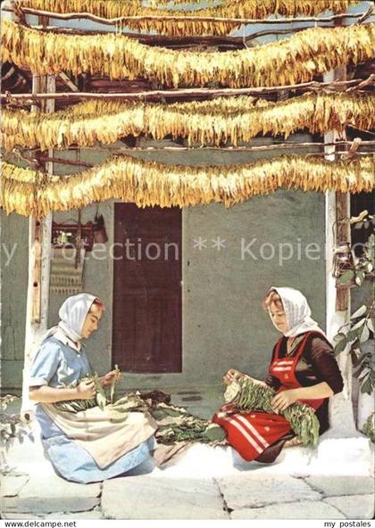 Griechenland Greece Tabakernte