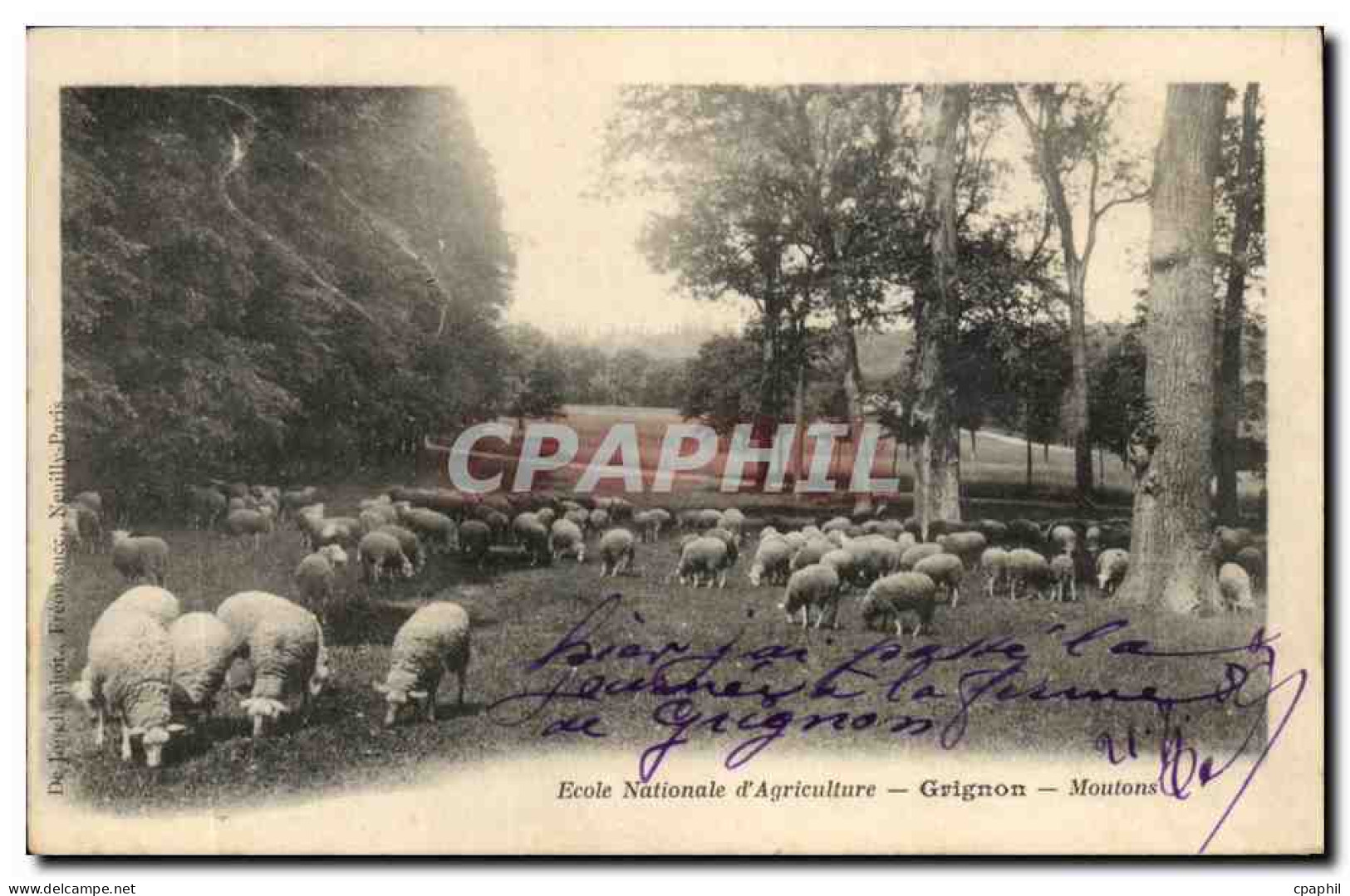 Grignon CPA Ecole nationale d'agriculture Moutons