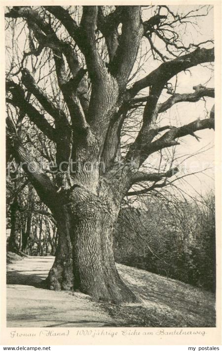 Gronau Westfalen 1000 Jaehrige Eiche am Bantelnerweg