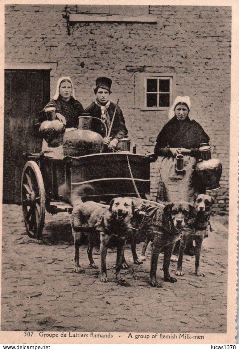 GROUPE DE LAITIERS FLAMANDS / ALBERT 307