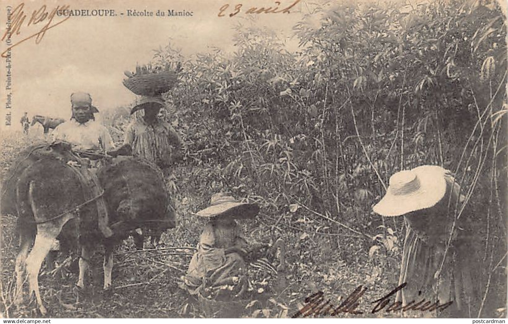 Guadeloupe - Récolte du manioc - Ed. Phos