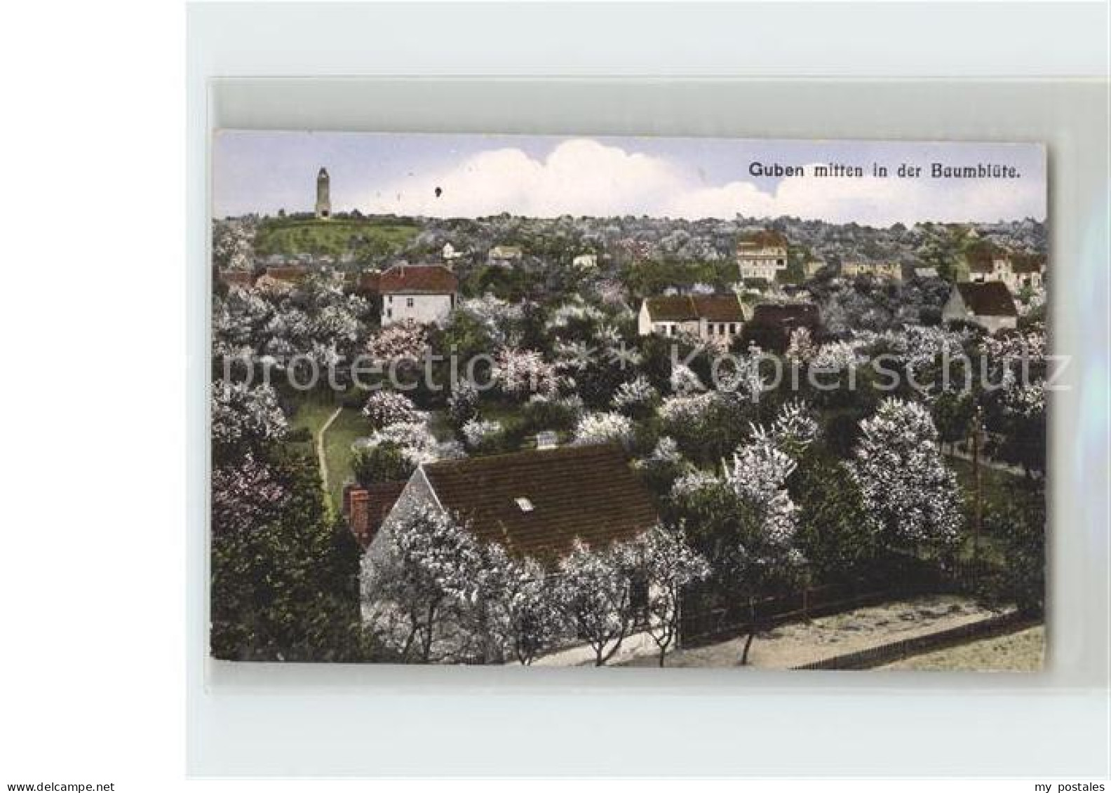 Guben Baumbluete
