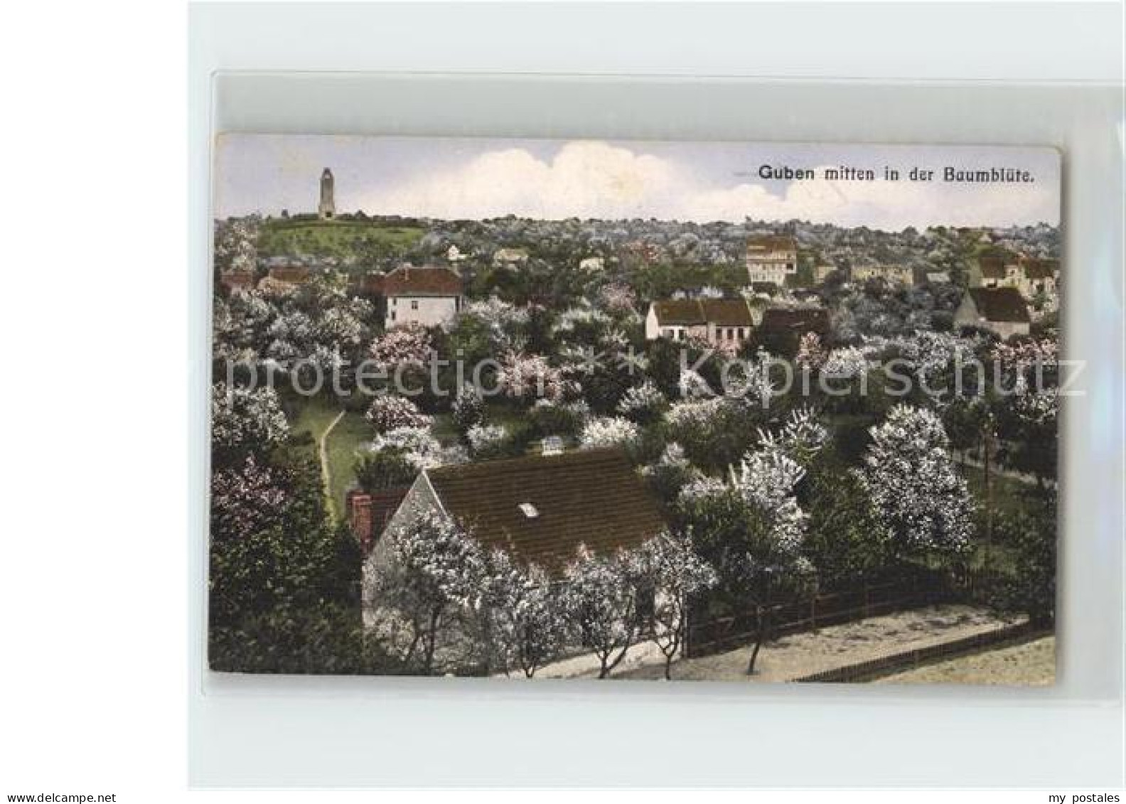Guben Baumbluete