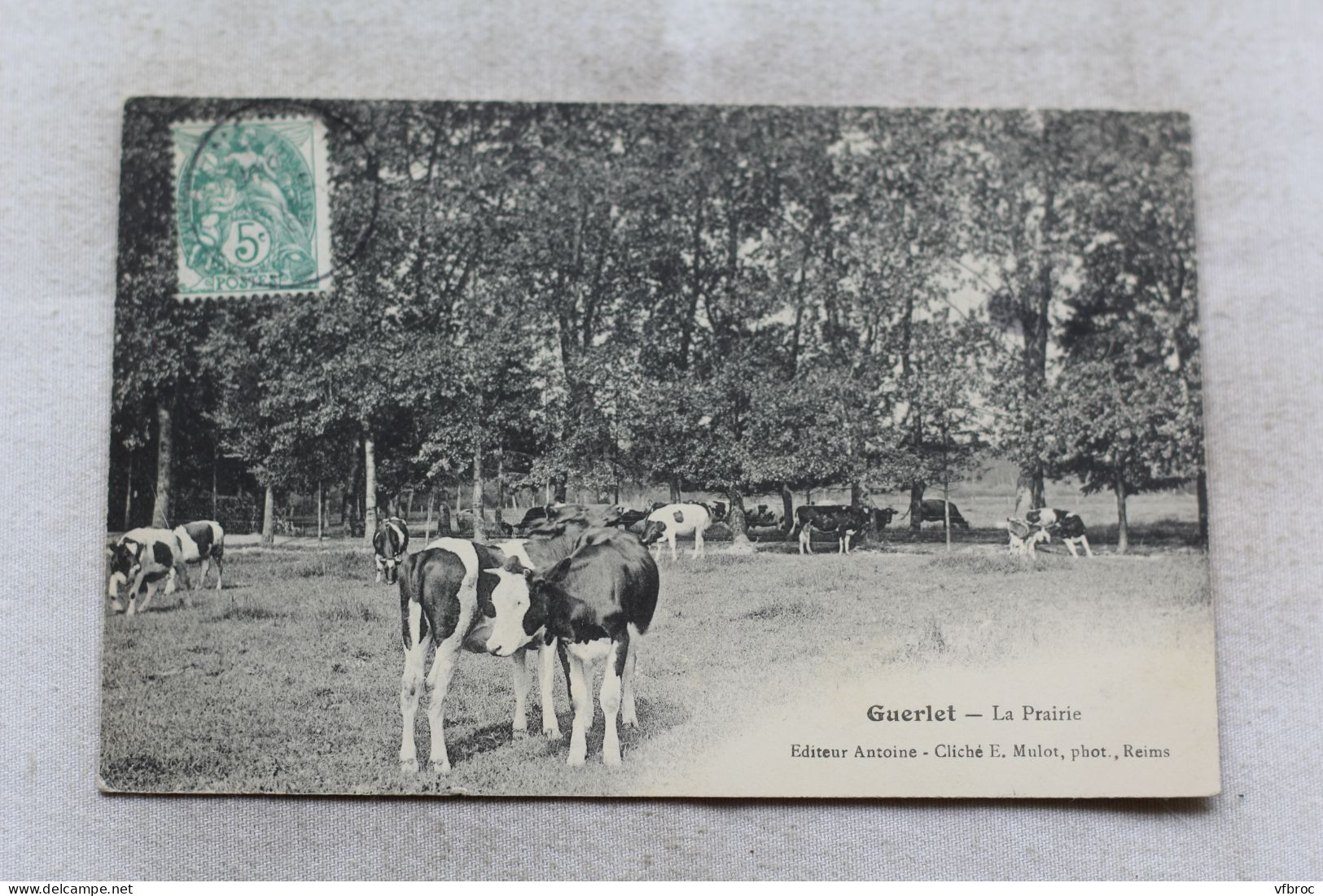 Guerlet, la prairie, Marne 51