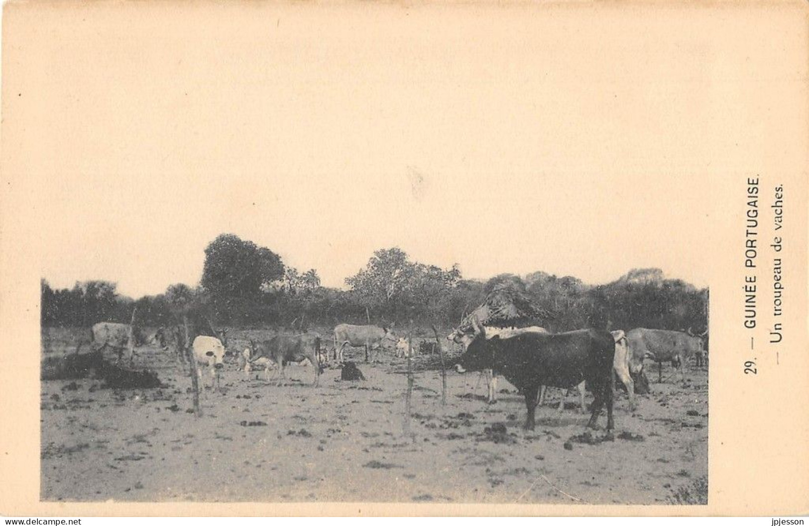 GUINEA-BISSAU - GUINEE PORTUGAISE - UN TROUPEAU DE VACHES