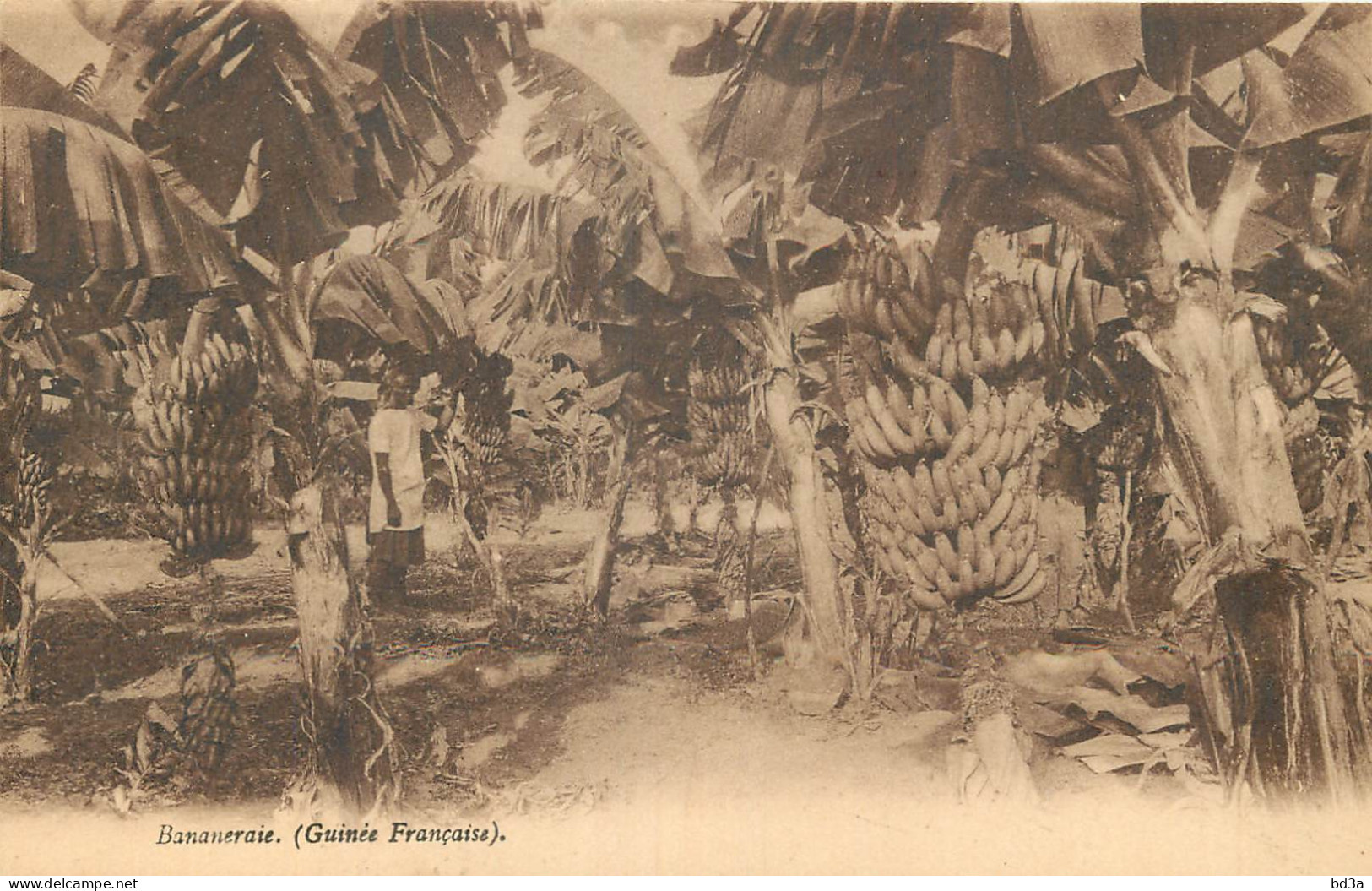 GUINEE BANANERAIE GUINEE FRANCAISE