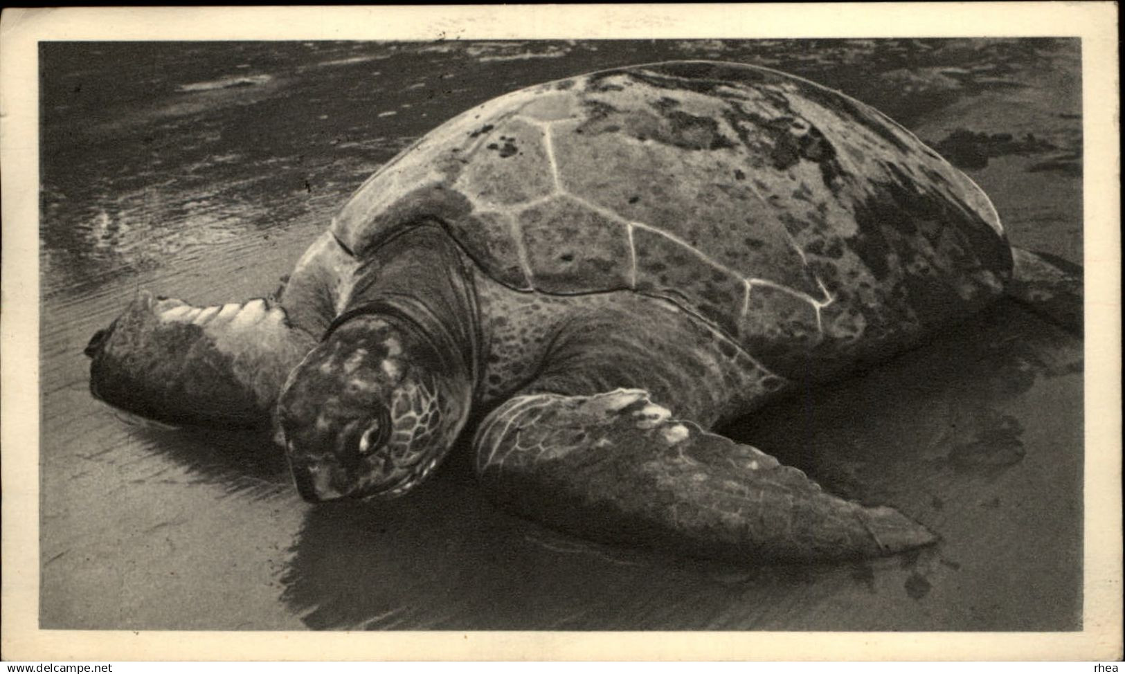 GUINEE ESPAGNOLE - Tortue de mer - Publicité laboratoire, médicaments, Ionyl - eau de mer - santé