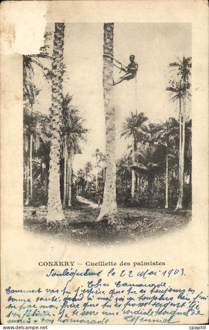 CPA Conakry Cueillette des Palmistes Guinee