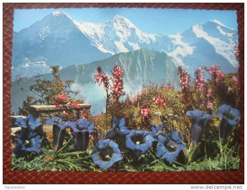 Gündlischwand (BE) - Schynige Platte  Alpengarten: Eiger Mönch Jungfrau