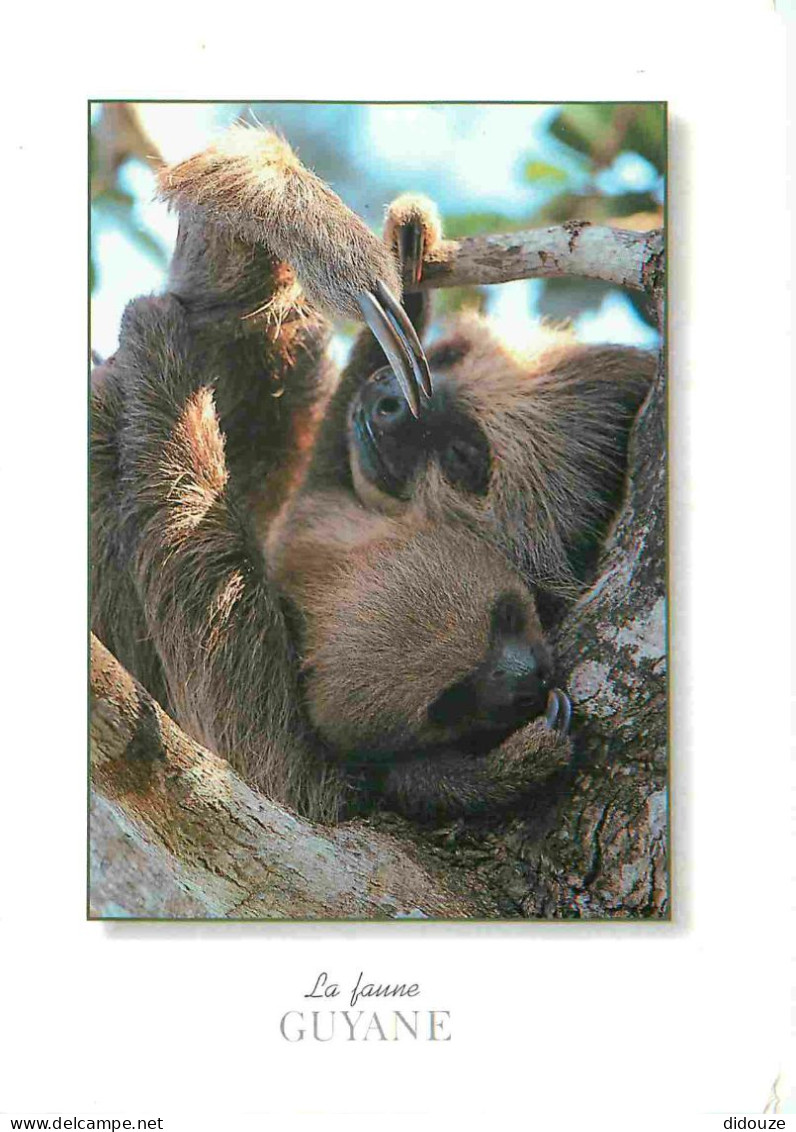 Guyane - Faune de Guyane - Choléopus didactylus unau et son petit - Paresseux - Animaux - CPM - Voir Scans Recto-Verso