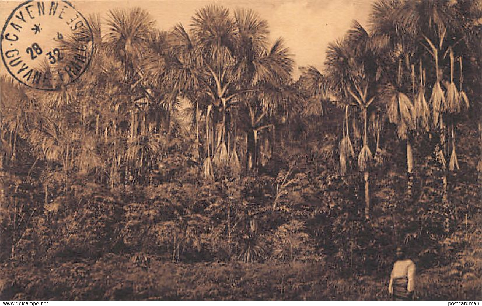 Guyane - Forêt de la Guyane - Palmiers bâches - Ed. Cliché Tillet - Ed. Du Magasin La Conscience