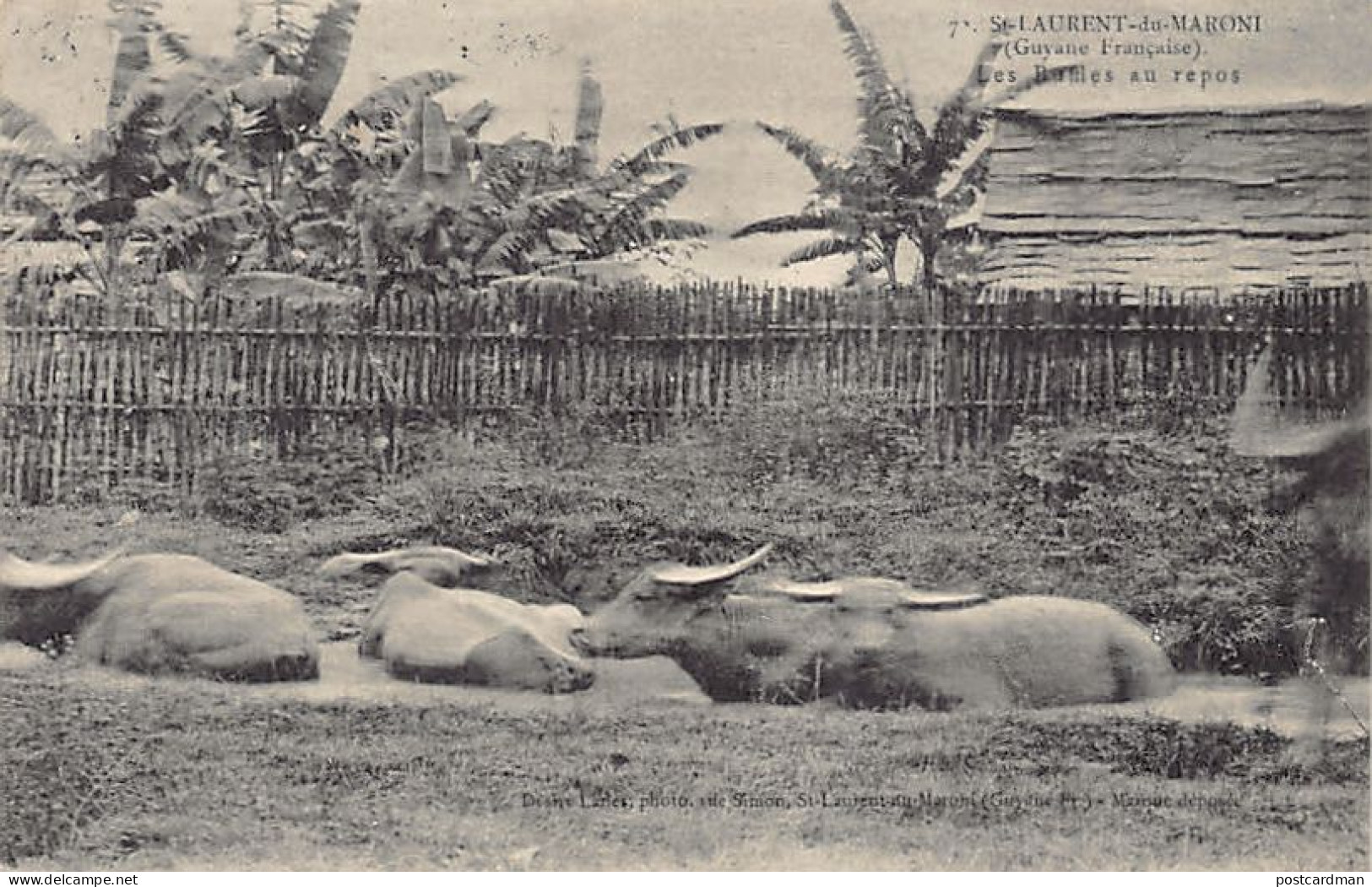 Guyane - SAINT LAURENT DU MARONI - Les buffles au repos - Ed. D. Lanes 7