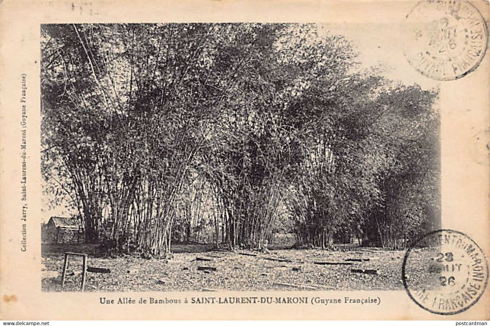 Guyane - SAINT-LAURENT du MARONI - Une allée de bambous - Ed. Jarry