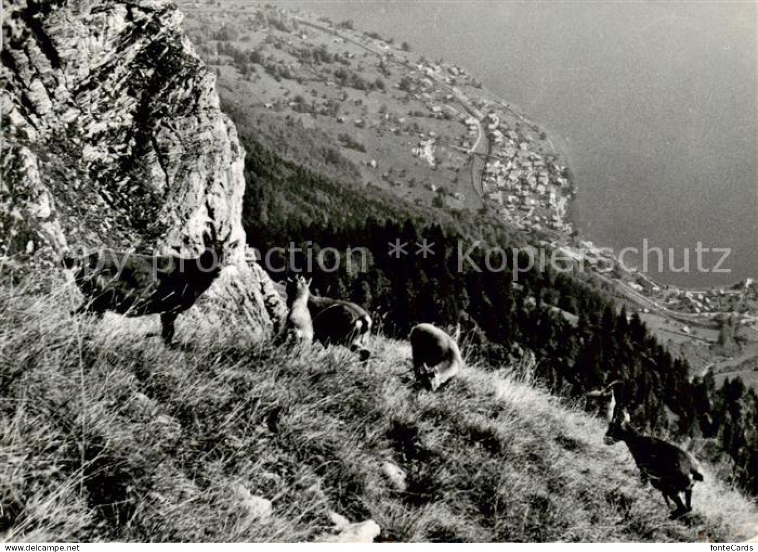 Habkern Steinboecke am Augstmatthorn Berner Alpen