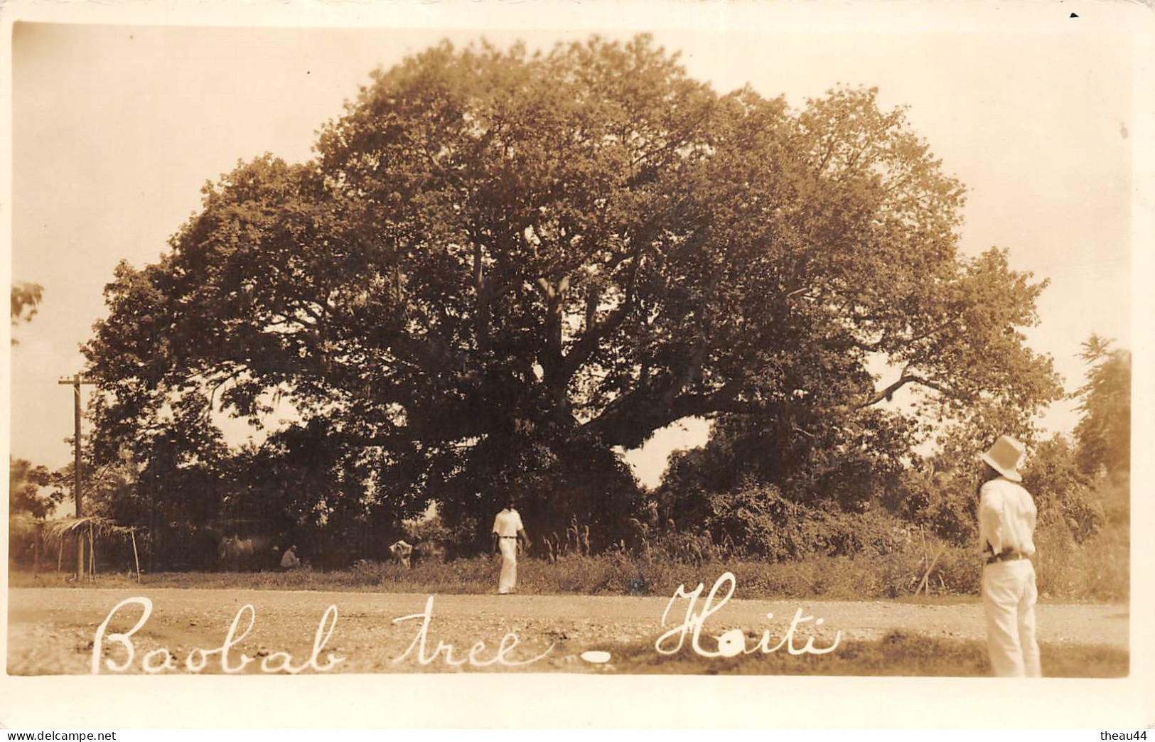 ¤¤   -   HAITI   -    Carte-Photo   -  Baobab Tree   -   ¤¤