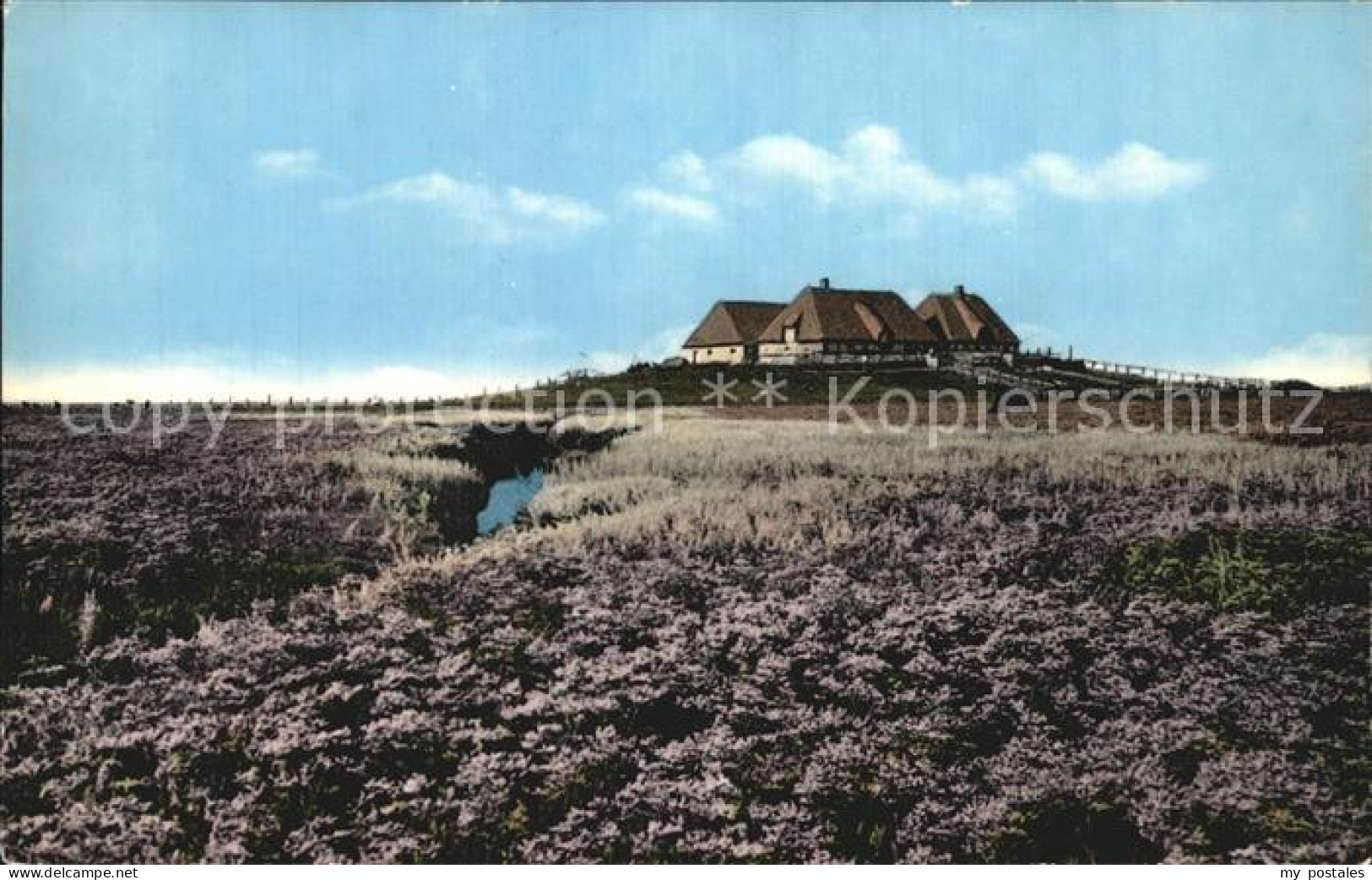 Halligen Nordsee Bluehende Hallig
