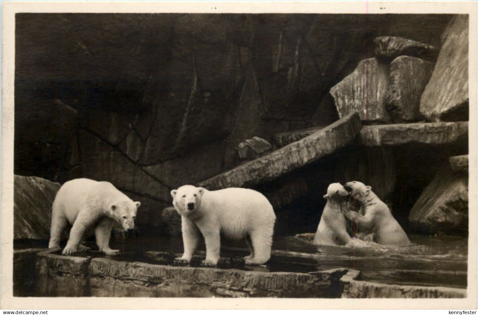 Hamburg Stellingen - Cal Hagenbecks Tierpark Eisbären