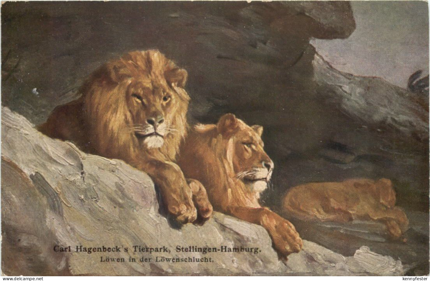 Hamburg - Stellingen - Carl Hagenbecks Tierpark - Löwen