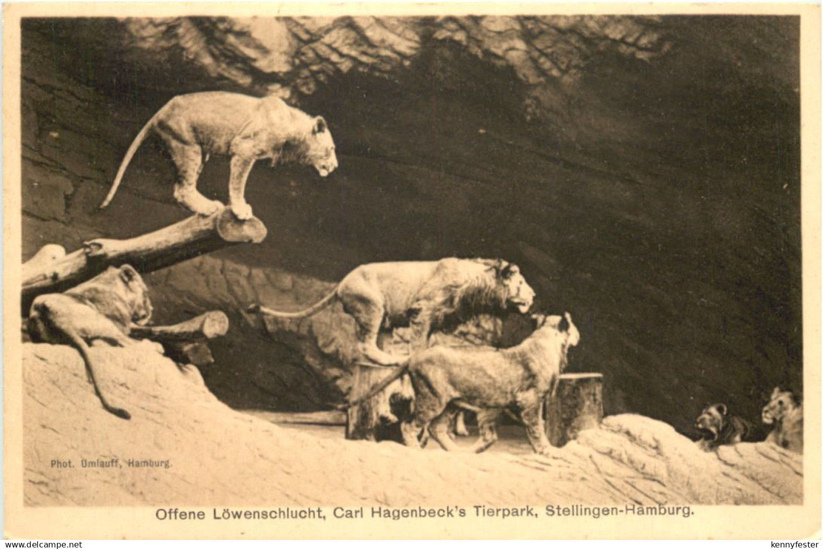 Hamburg-Stellingen - Carl Hagenbecks Tierpark - Löwenschlucht